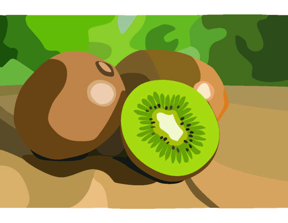 Kiwi Illustration